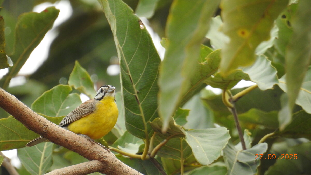 Brown-Rumped Bunting